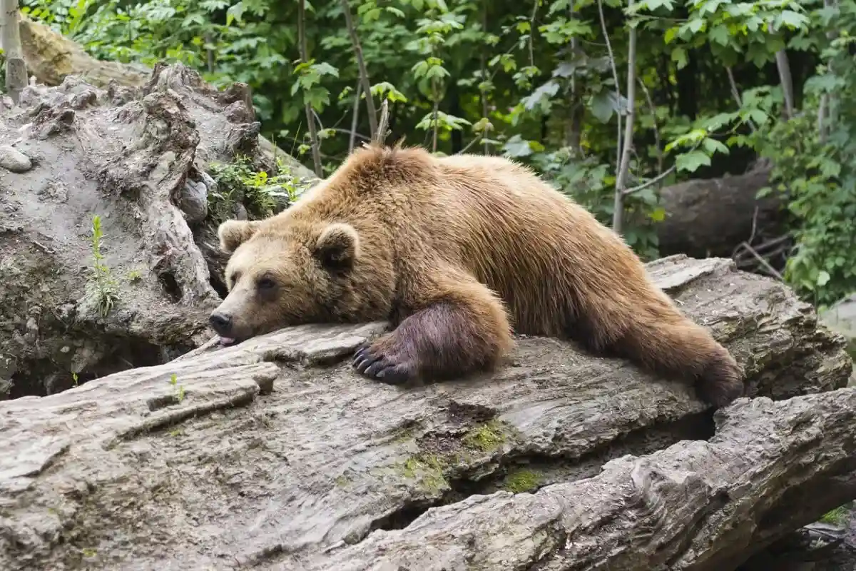 Бурый медведь в Карвенделе: опасен ли он?
