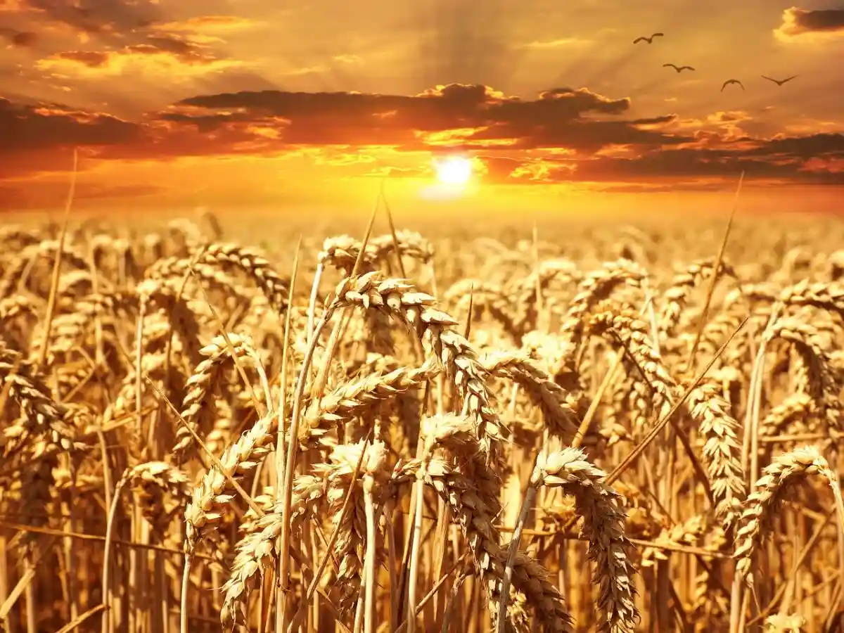 Цена на пшеницу