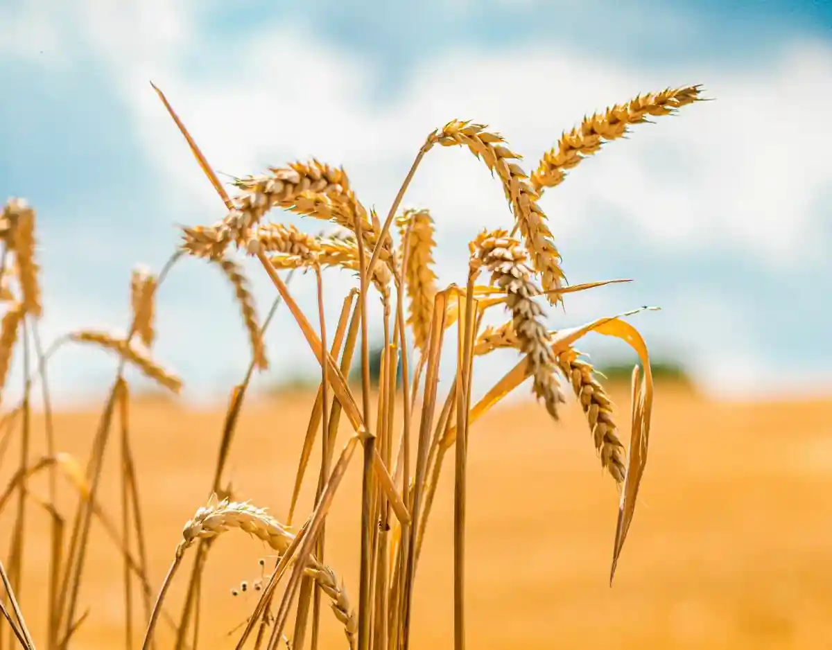 Война оказывает огромное влияние на выращивание и экспорт зерна в Украине. Фото: David von Diemar/Unsplash.com