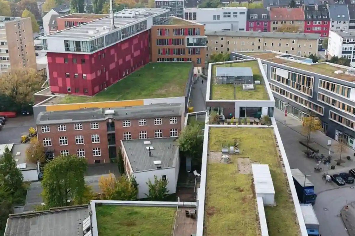 Эксперты: зеленые крыши в Гамбурге способствуют биоразнообразию