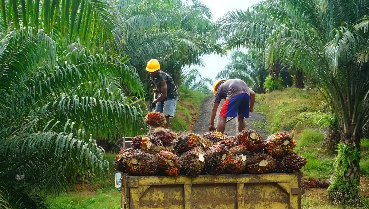 экспорт пальмового масла