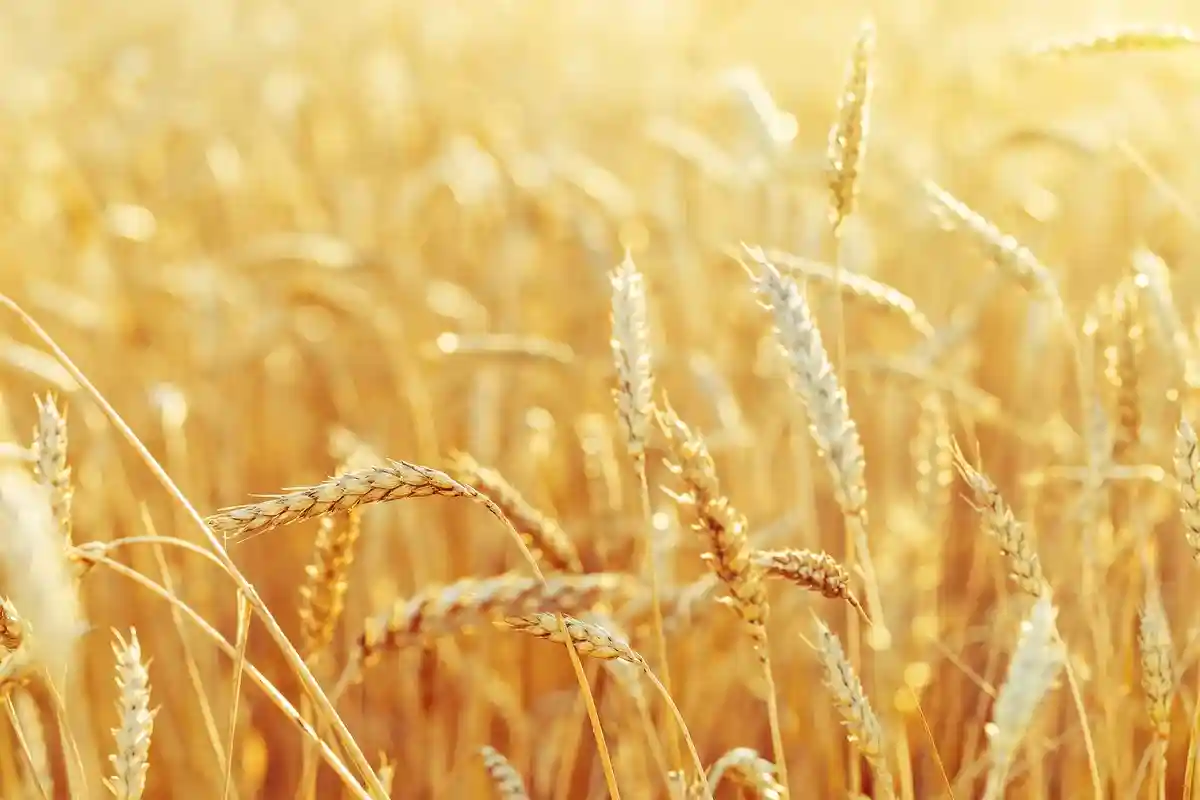 Экспорт пшеницы Индией может быть приостановлен