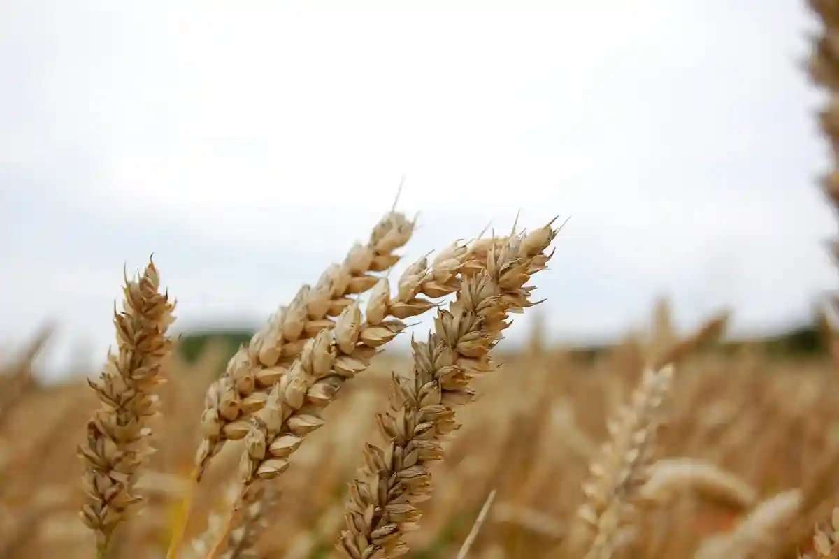 В Украине застряло больше 25 млн тонн зерна