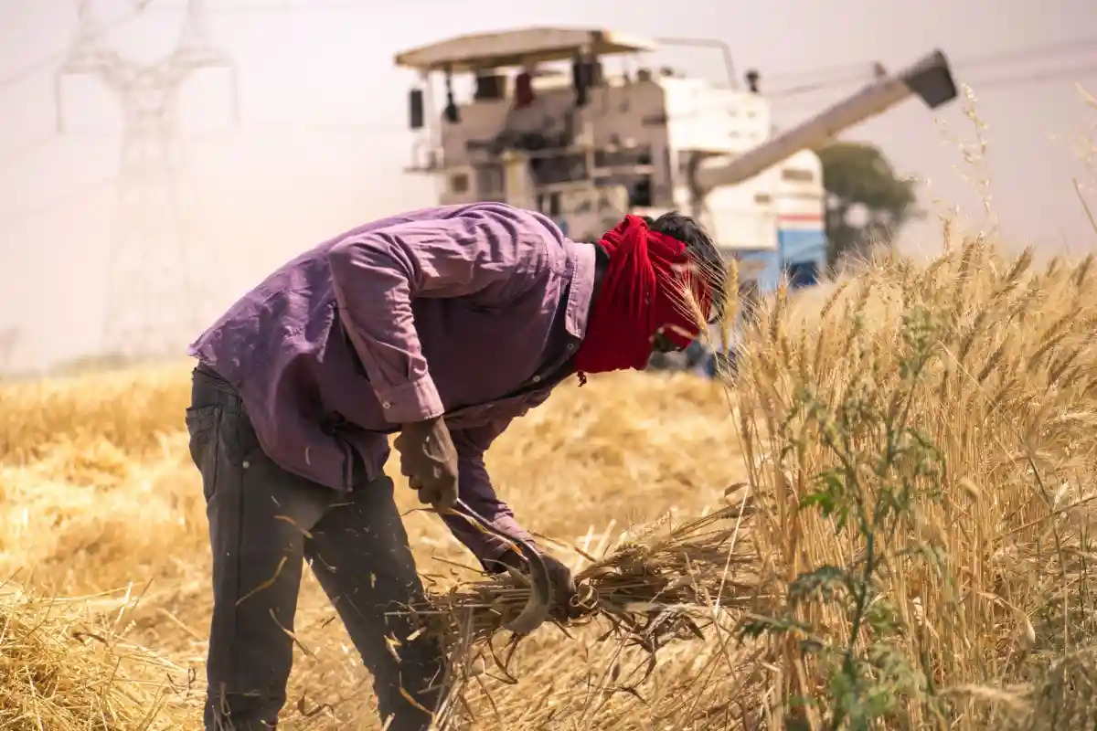 Индия ограничивает экспорт сахара. Жара и инфляция остановили экспорт пшеницы. Фото: Anurag Gautam / Unsplash.com