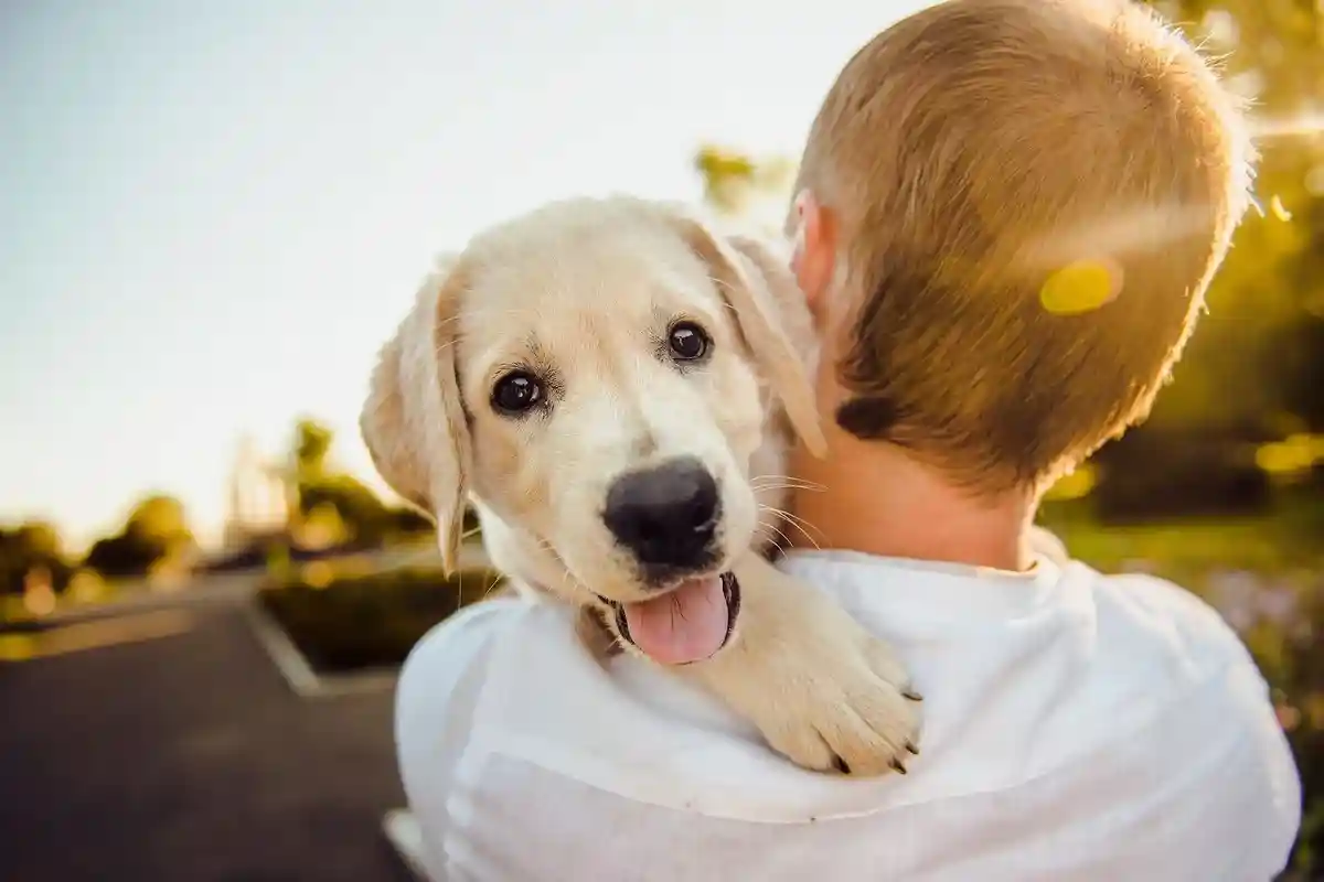 Простая прогулка с собакой может подарить массу положительных эмоций. Фото: 8777334 / pixabay.com