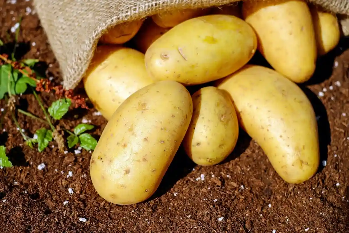 Стоимость продовольственного картофеля в Германии выросла на 91,7%. Фото: Pixabay / Pexels.com