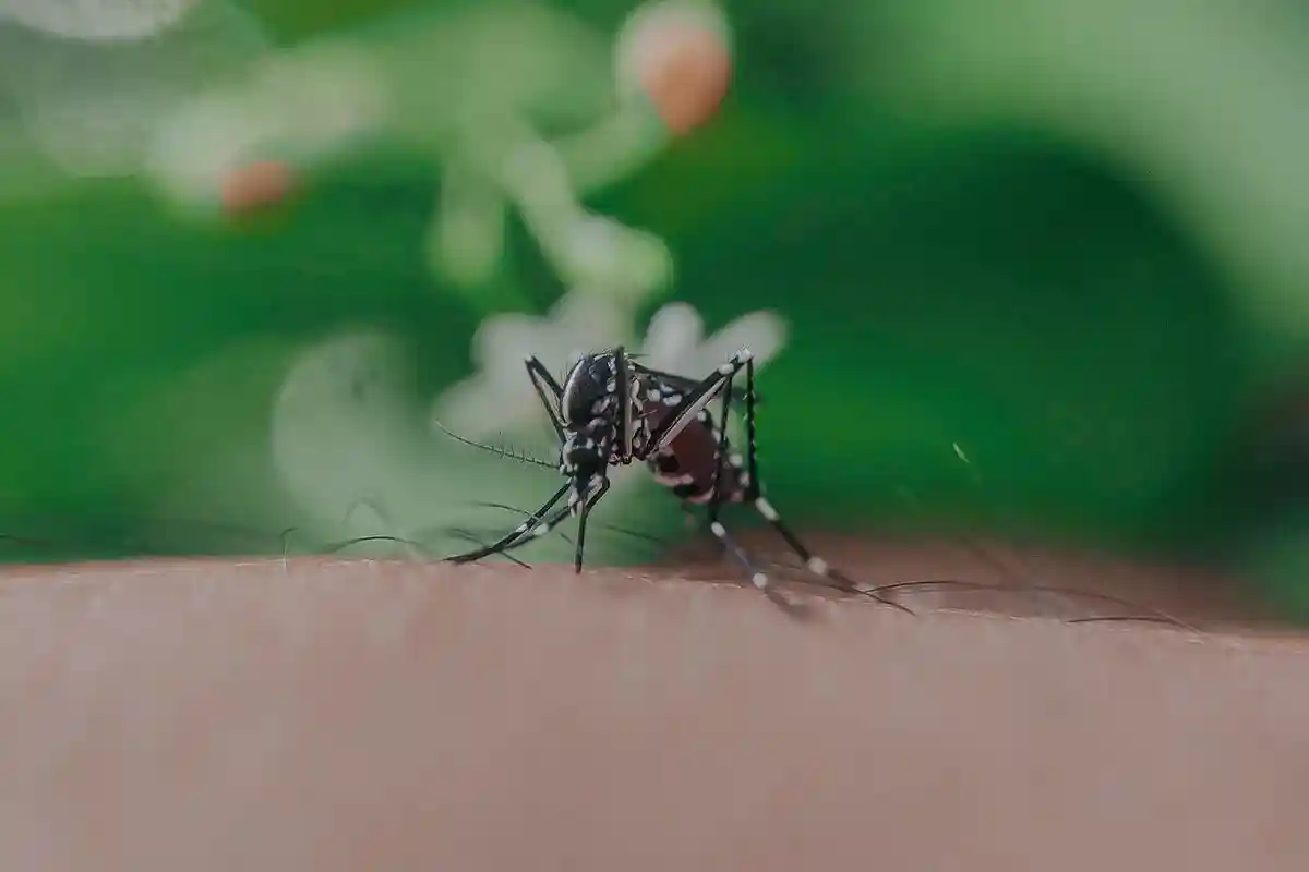 Опасные тигровые комары угрожают жителям Германии. Фото: Anuj / Pexels.com