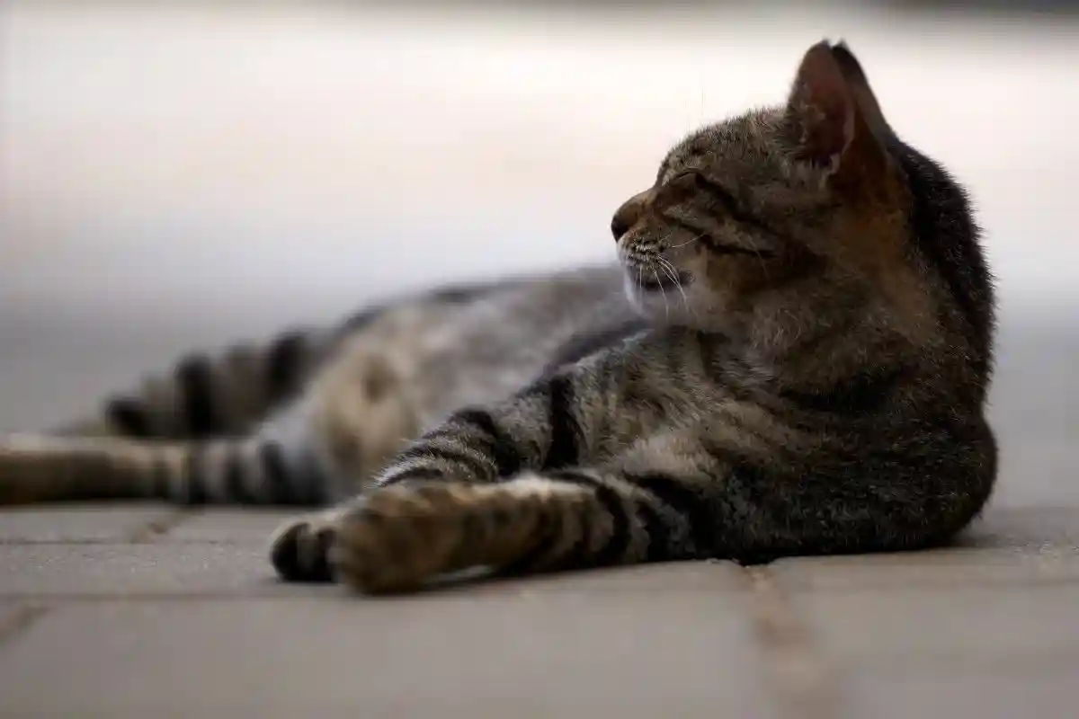 Ученые выяснили, что кошки не уходят далеко от дома