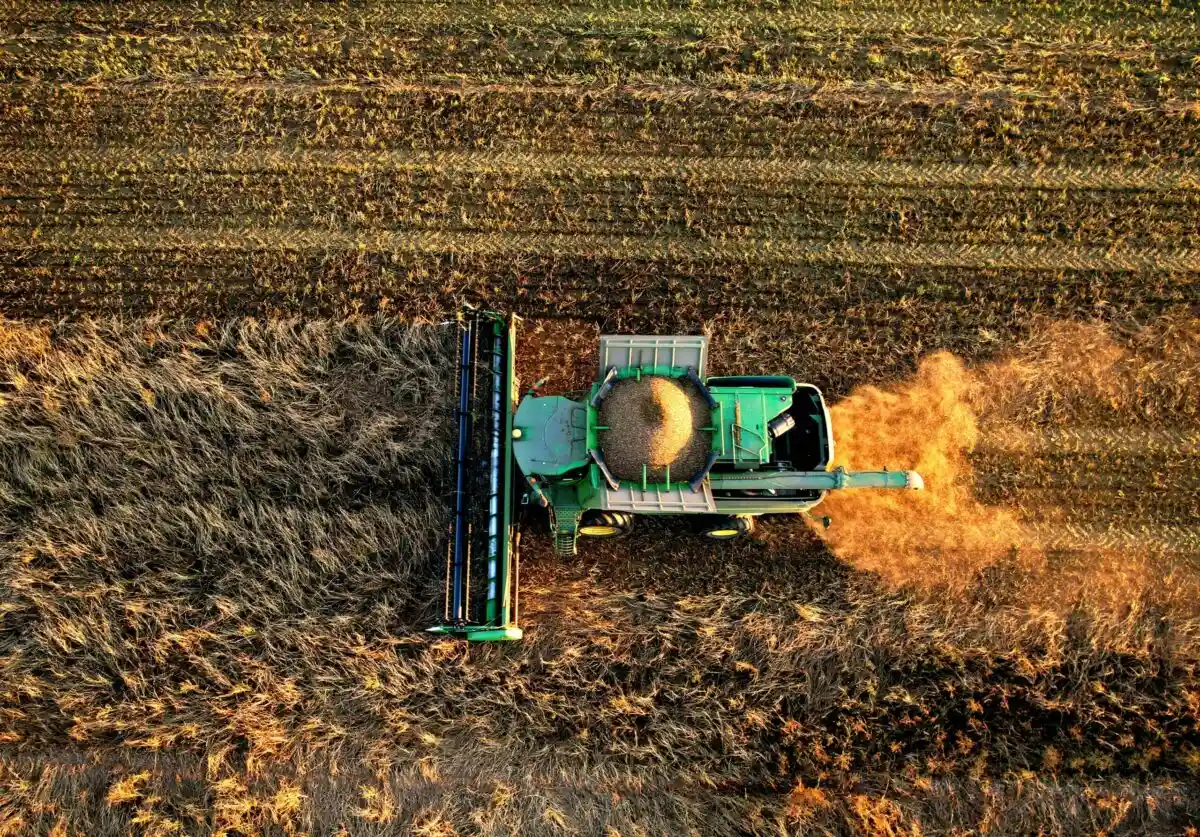 Мировые запасы пшеницы: аналитические данные на 2022-2023 год. Фото: Maksim Safaniuk / shutterstock.com