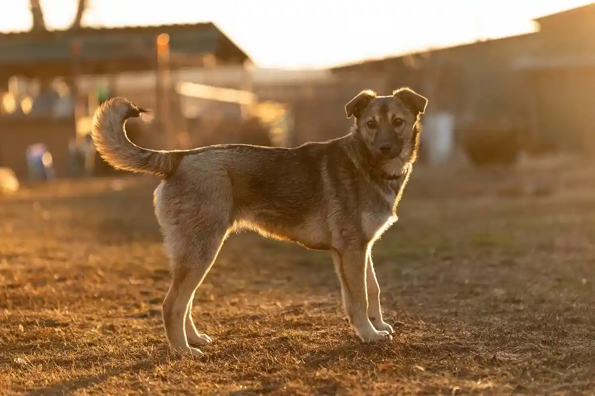 Собаки смешанных пород посещают ветеринара не реже, чем их чистокровные собратья. Фото: Dima Aslanian / shutterstock.com
