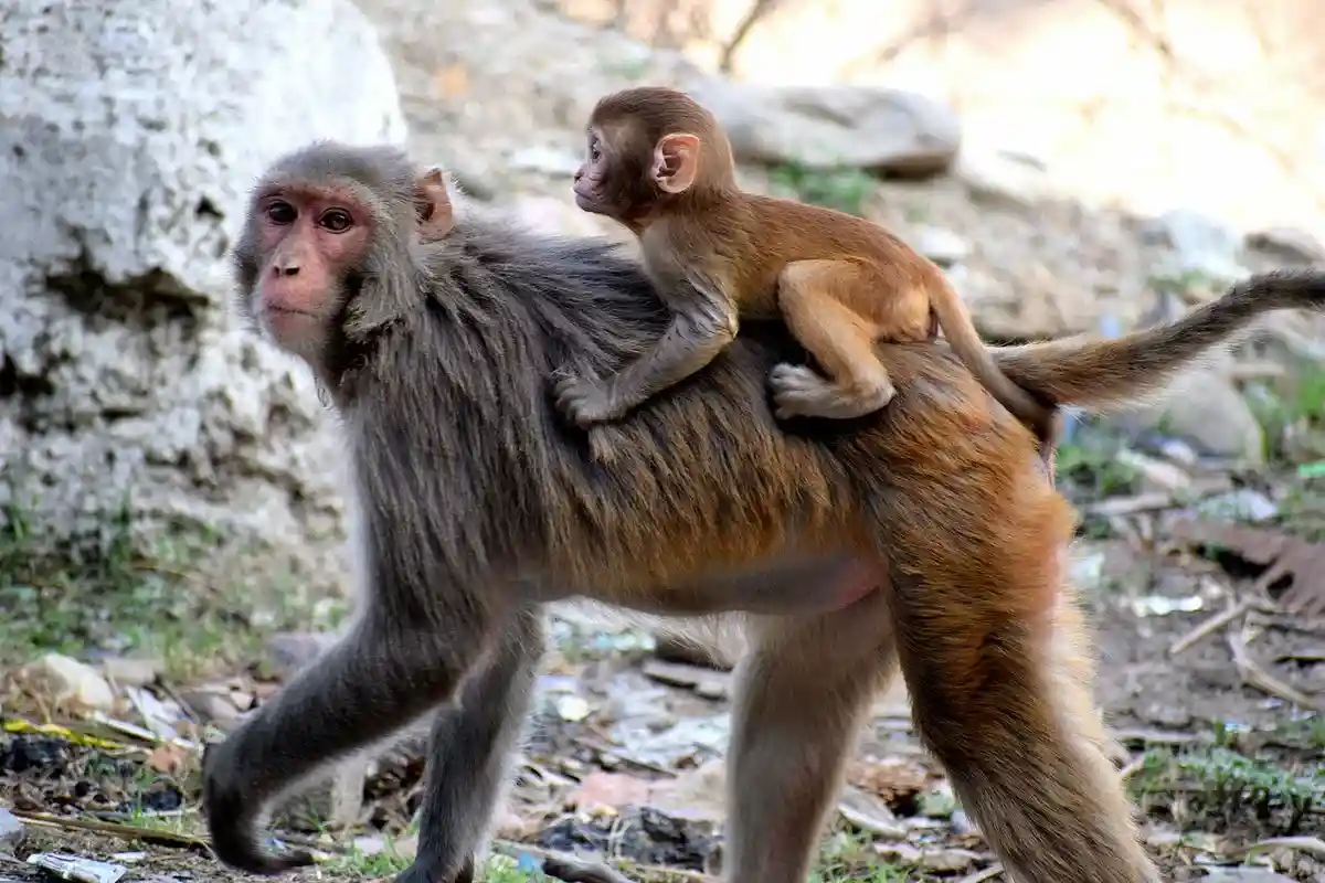 О вирусе обезьяньей оспы знают обезьяны и грызуны Западной Африки. От них все и пошло. Фото Rajesh Balouria / Pexels.com 