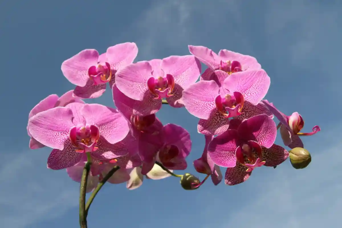 Почему держать орхидеи в доме опасно: особенность растения