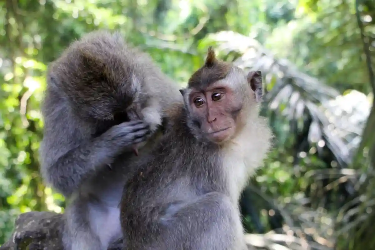 Оспа обезьян угрожает гомосексуалистам – правда или миф? Фото: Carine DA COSTA / Shutterstock.com