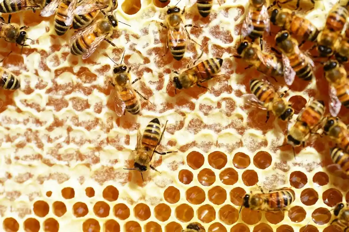Пчелиные соты. Фото: PollyDot / pixabay.com