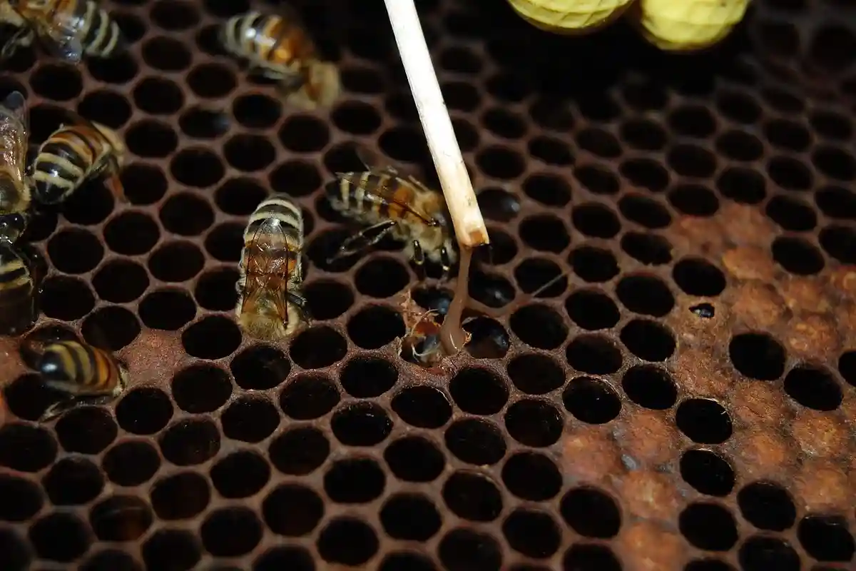 Пчеловодство в Эльмсхорне