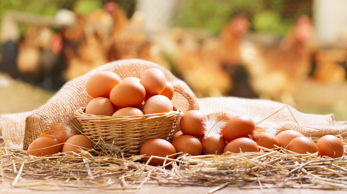 Почему мужчинам надо есть яйца по утрам? Фото: Nitr / shutterstock.com