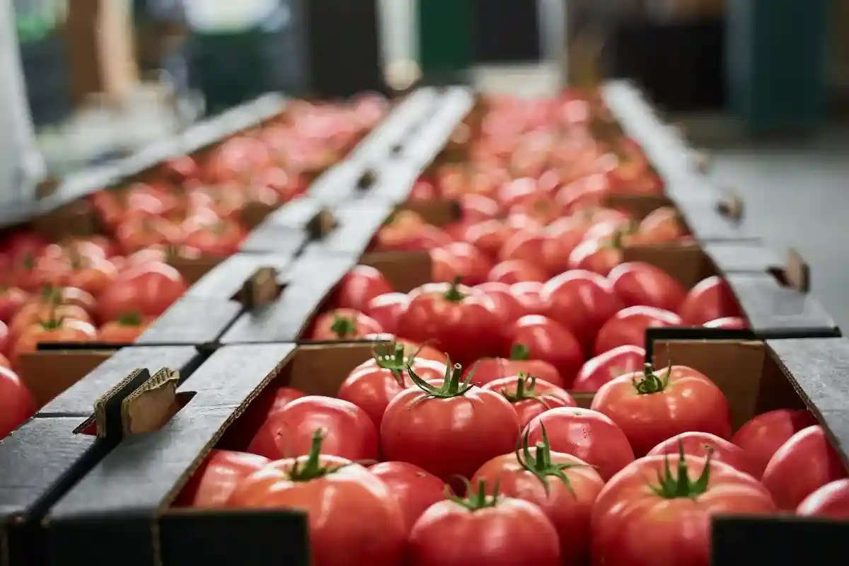 Рост цен особенно заметно проявляется в продовольственной сфере Германии. Особенно в супермаркетах подорожали помидоры (на 39,4%). Фото: Olena Yakobchuk / Shutterstock.com