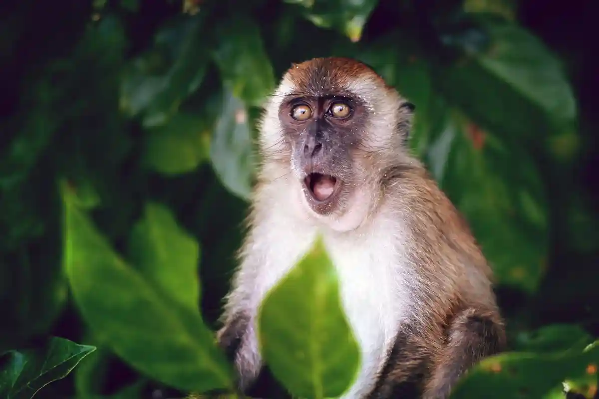 Помогут ли от оспы обезьян прививки от краснухи и ветрянки?