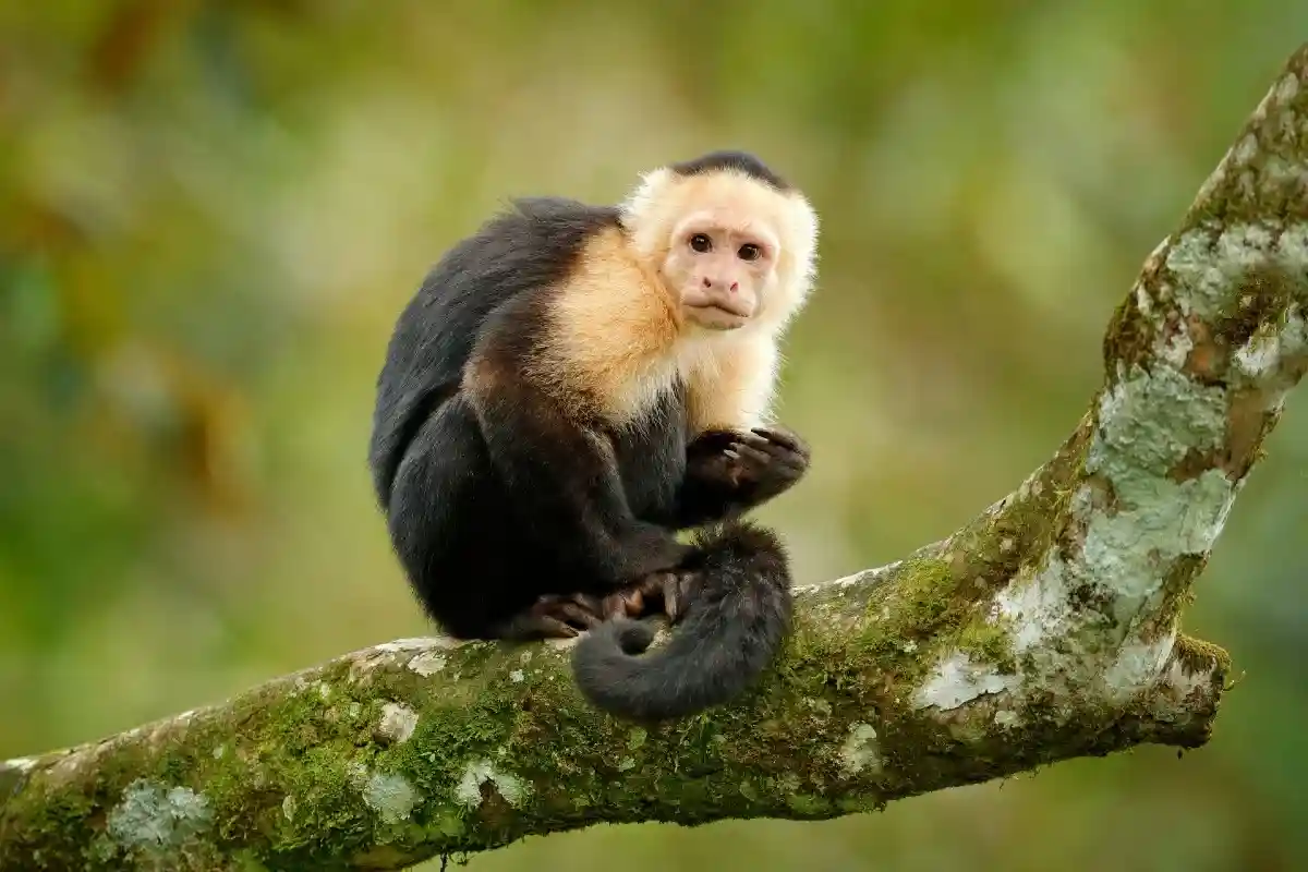 Помогут ли от оспы обезьян прививки от краснухи и ветрянки? Фото: Ondrej Prosicky / shutterstock.com