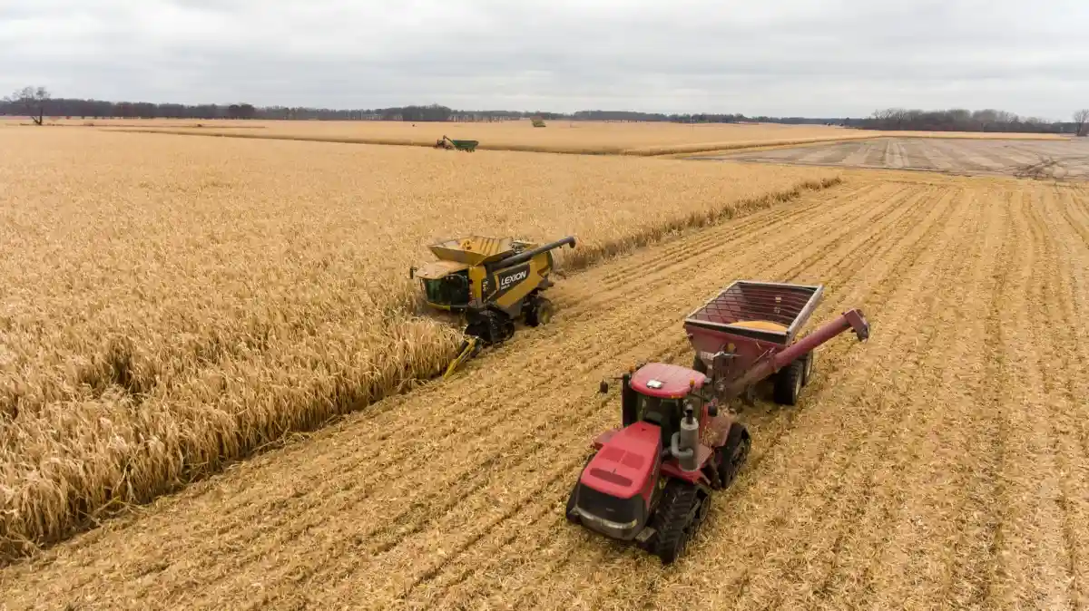 Пшеница закончится через 10 недель: поставки из Украины сорвались из-за войны. Фото: Loren King / Unsplash.com