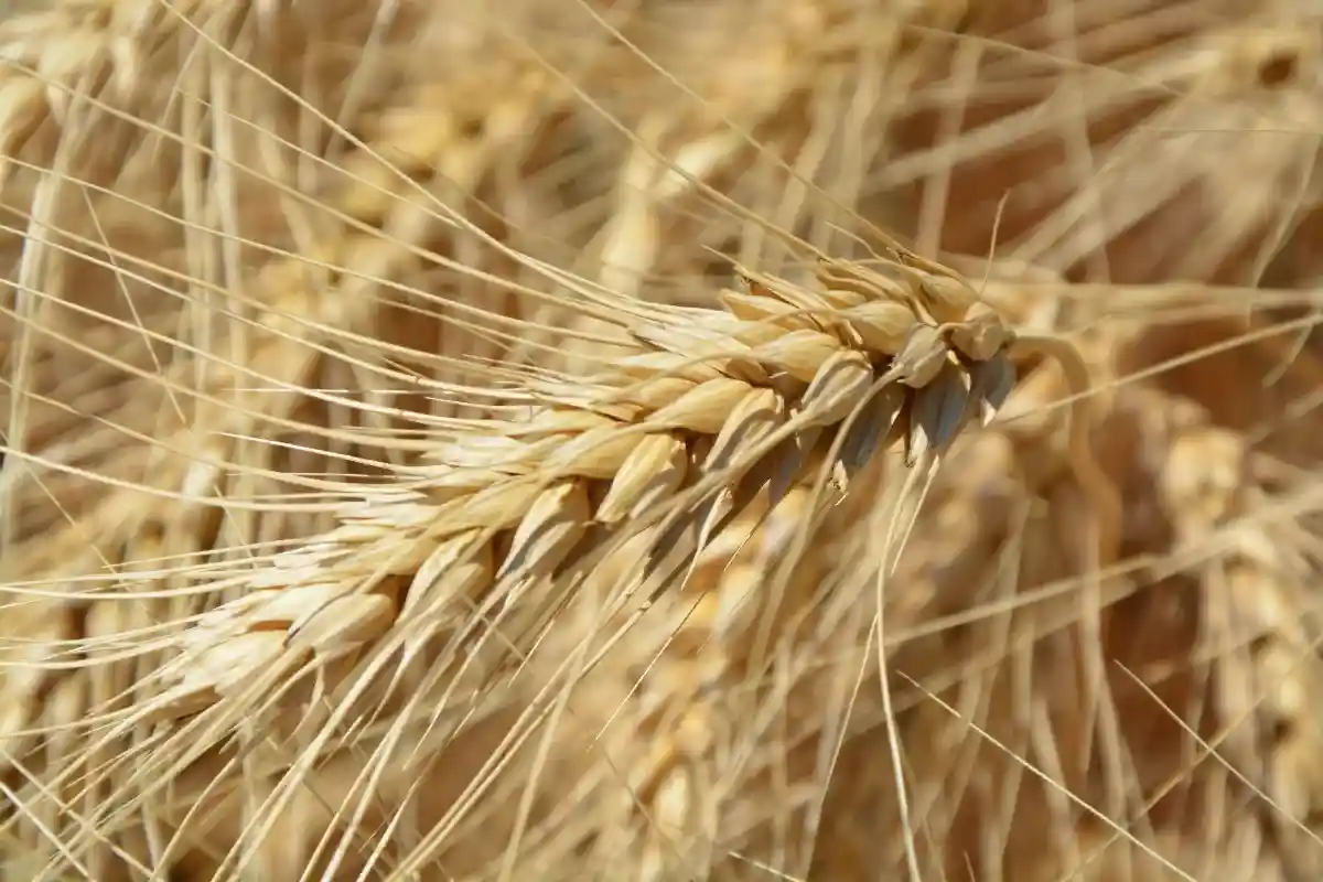 Повышение цен касается всех видов зерна: пшеница, например, стоила на 65,3% больше, чем в прошлом году. Фото: Alejandro Barrón / Pexels.com