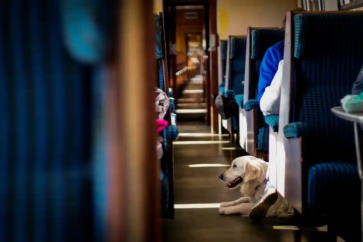 Путешесвтие собак в поездах в Японии.