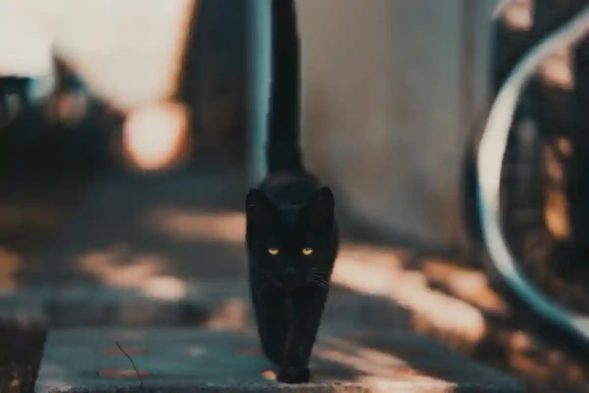 Черная кошка. Фото: David Bartus / pexels.com