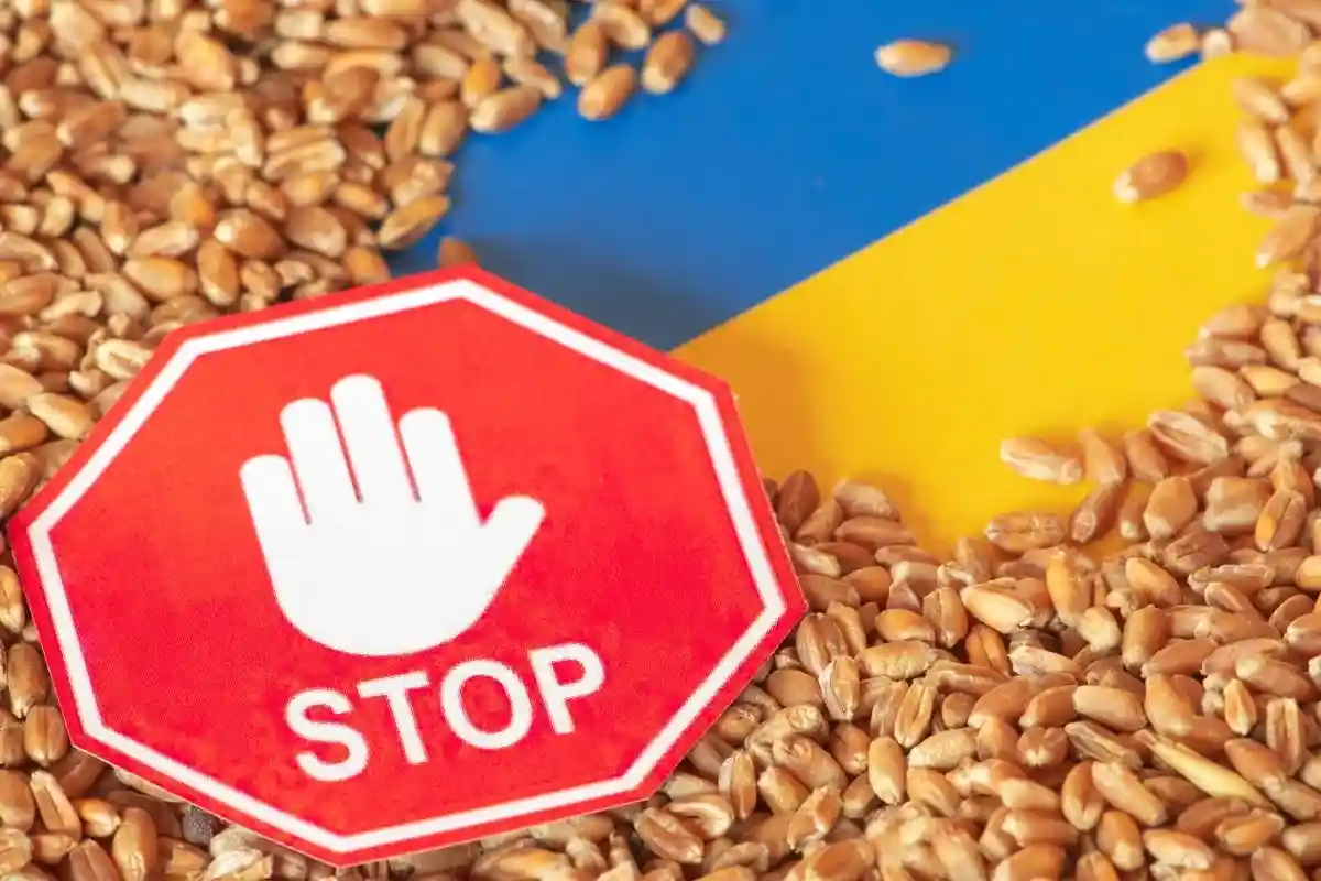 Россия связала экспорт зерна политикой. Фото: Michele Ursi / Shutterstock.com