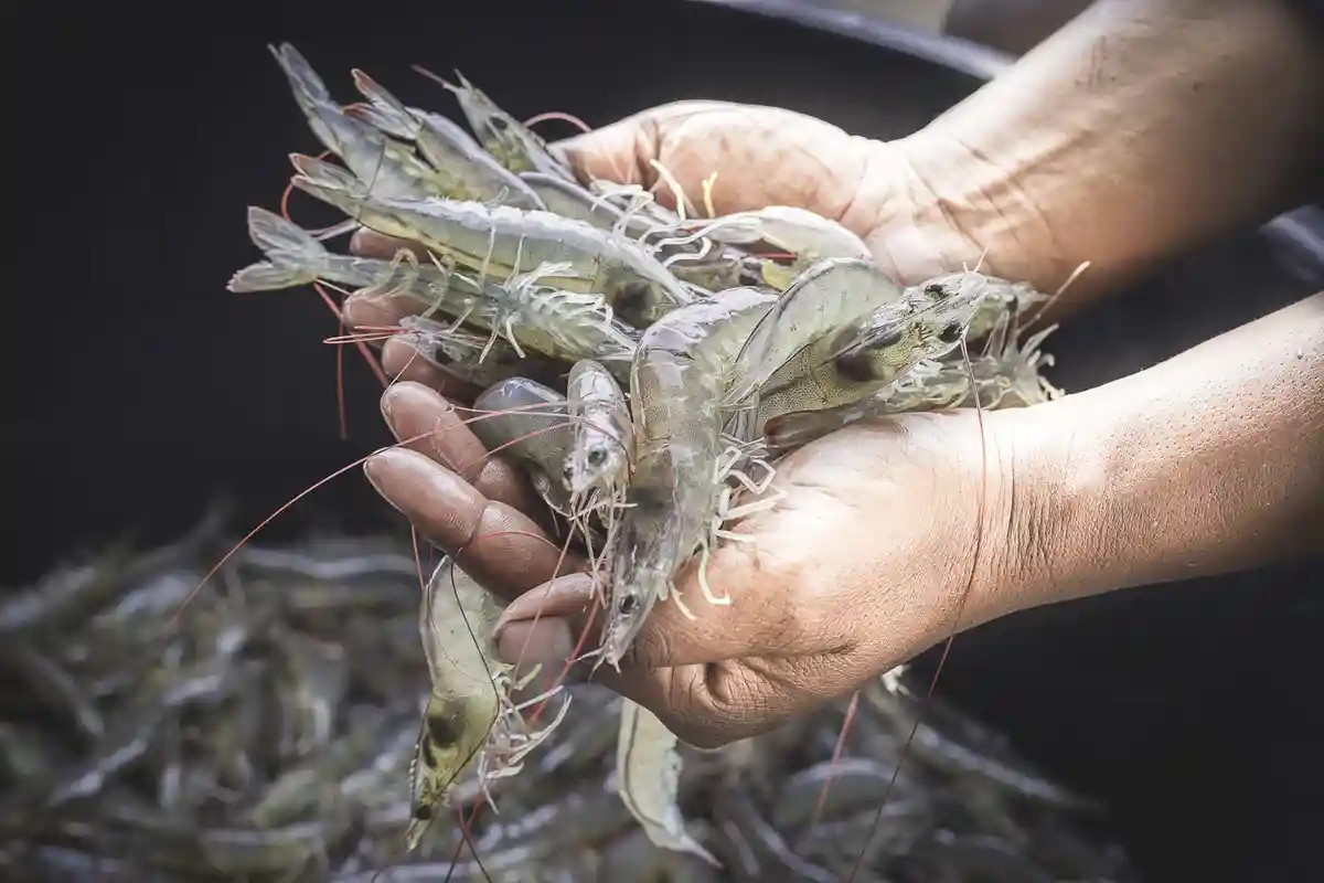 Если знать, как выбрать креветки, можно купить вкусный и безопасный продукт. Фото: nirapai boonpheng / shutterstock.com