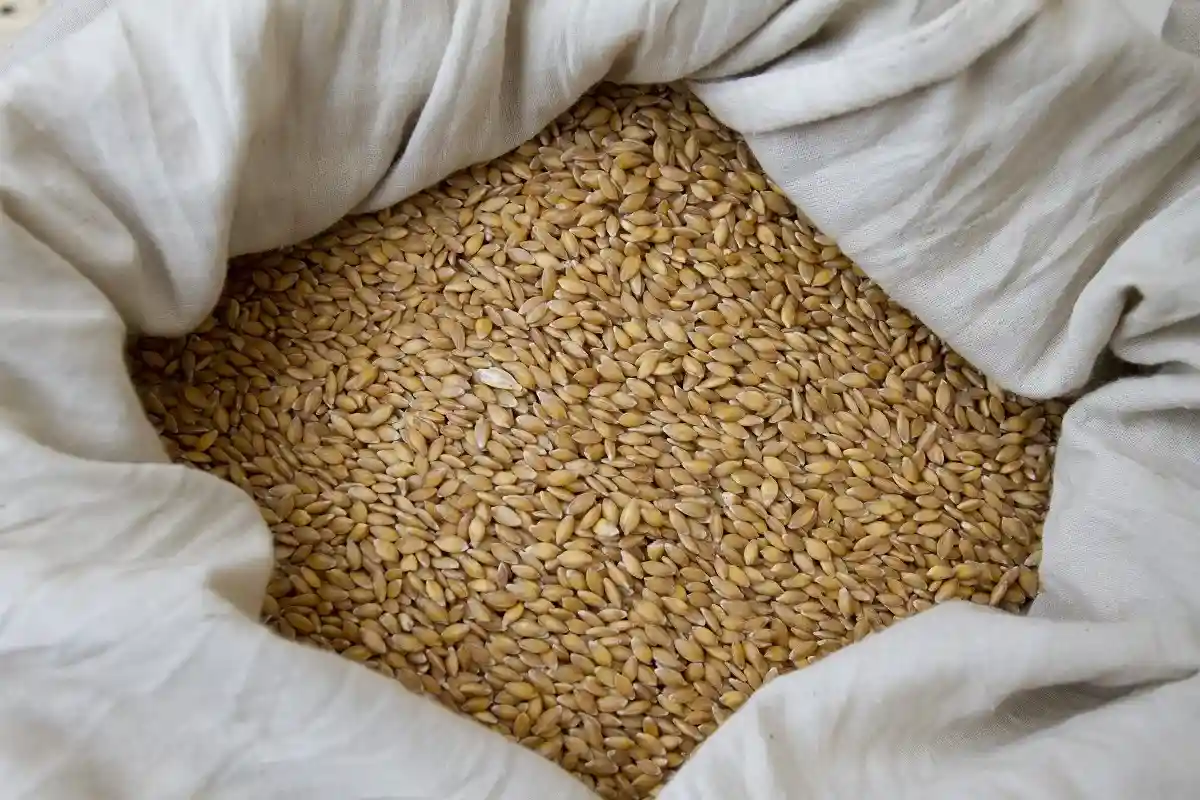 Голод: накануне войны в мире наблюдался дисбаланс зерновых запасов. Фото: R R / Shutterstock.com