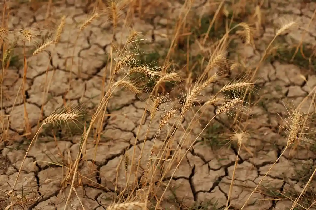 Засуха в Индии из-ха жары формирует голод. Фото: Sonia Dhankhar / Shutterstock.com 