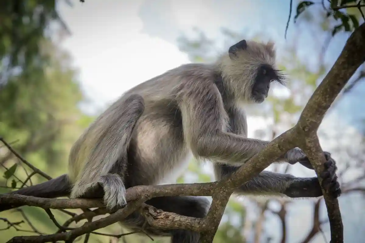 Стало известно, как передается оспа обезьян. Фото: Colombo Photography / shutterstock.com