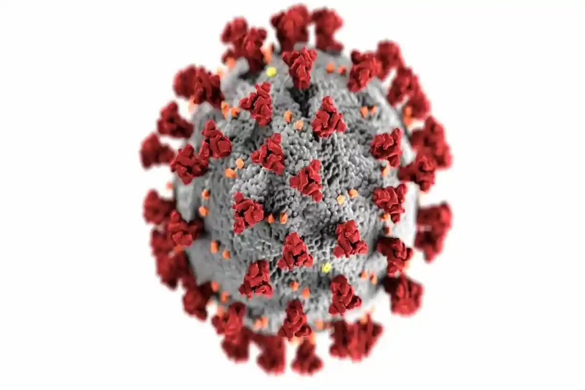Грипп и коронавирус происходят из двух совершенно разных и не связанных между собой семейств вирусов. Фото: Фото автора CDC / Pexels