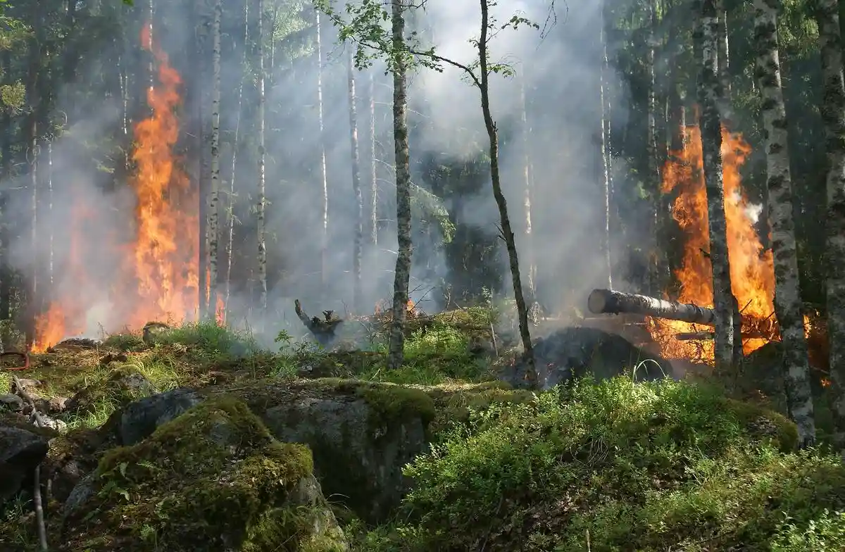 Угроза лесам Германии