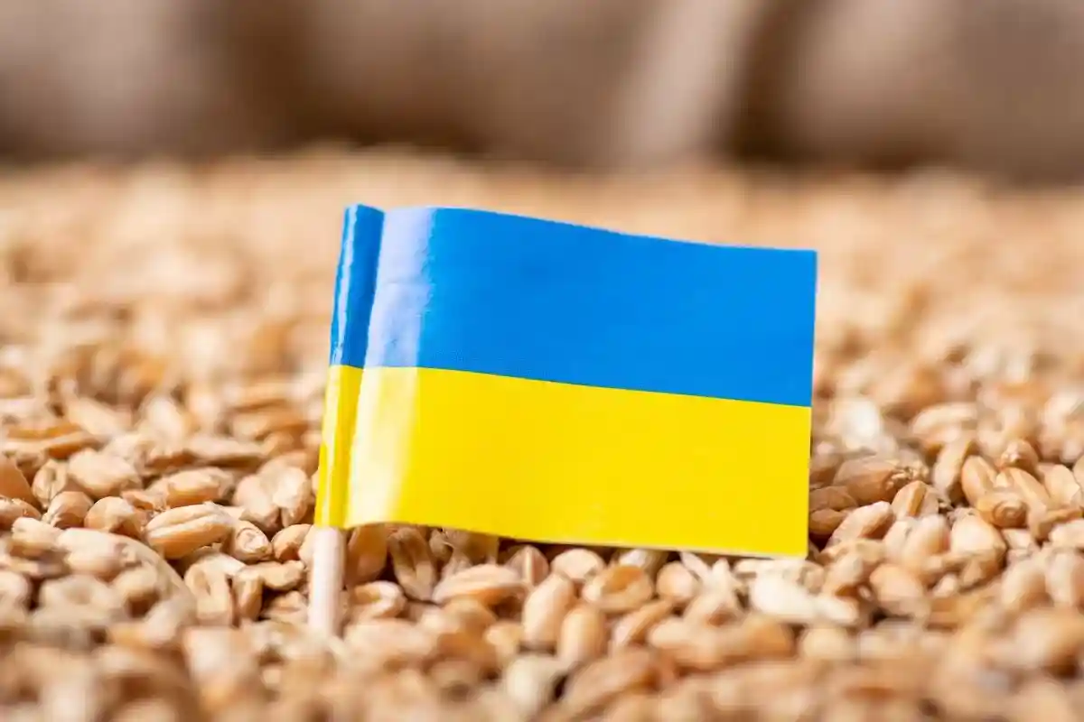 Урожай пшеницы в Украине снизится на 35%. Фото: Vitalii Stock / shutterstock.com