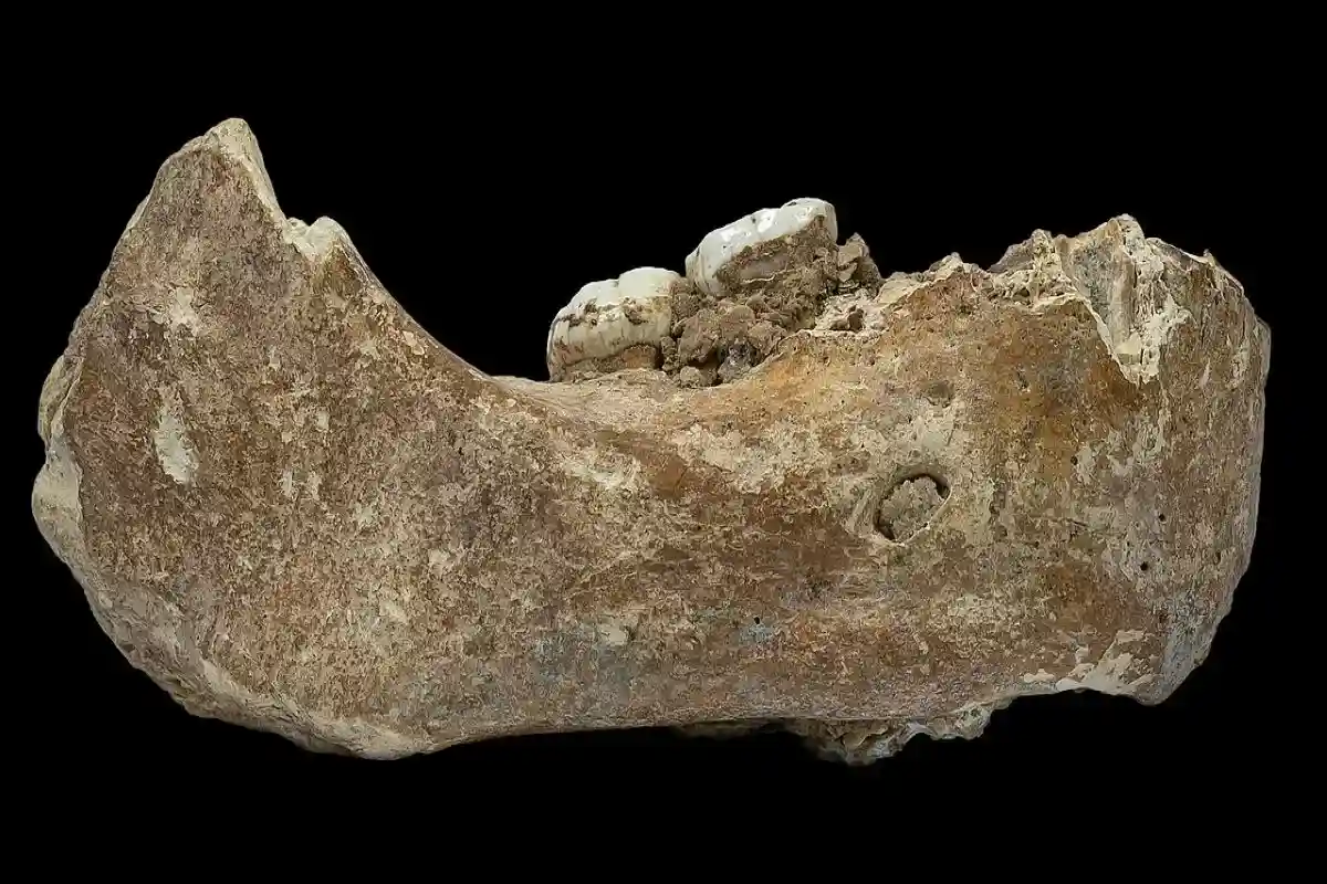Фотография нижней челюсти, на которой видны два прикрепленных моляра. Челюсть является первым подтвержденным открытием окаменелости денисовца. Фото: Донгжу Чжан, CC BY-SA 4.0, via / Wikimedia Commons