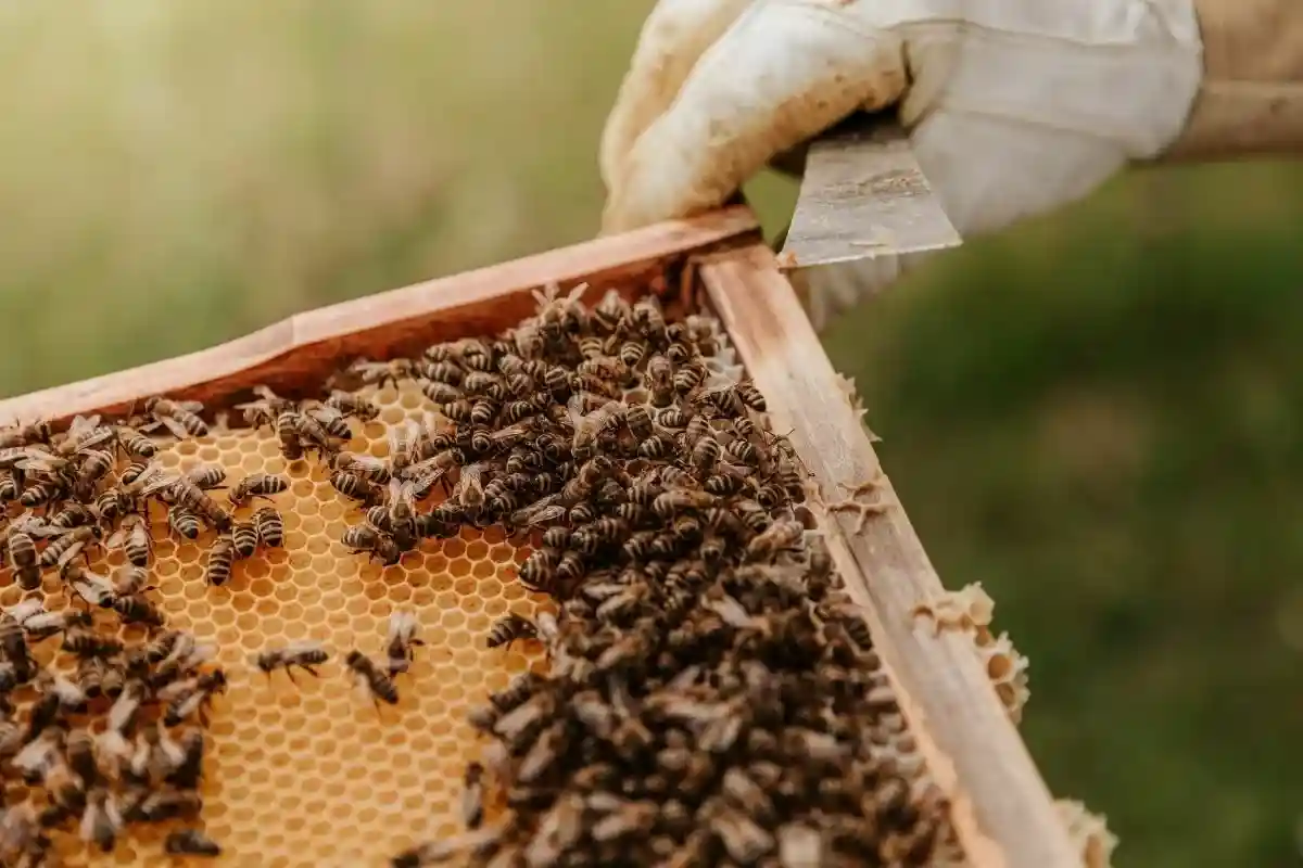 Пчеловодство в Германии. Фото: Bianca Ackermann / unsplash.com