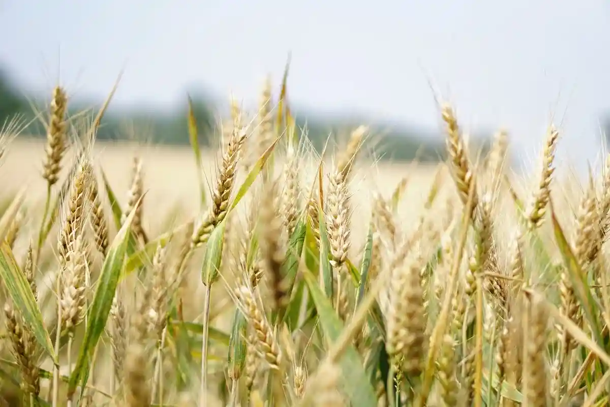 Выращиваемая в ЕС пшеница. WWF призывает переосмыслить сельское хозяйство. Фото: Pixabay / Pexels.com