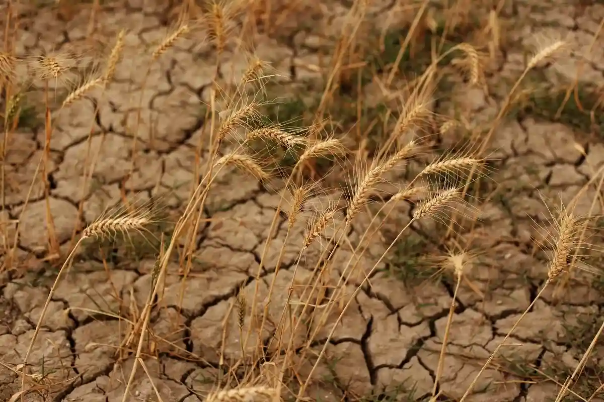 Засуха в Ираке