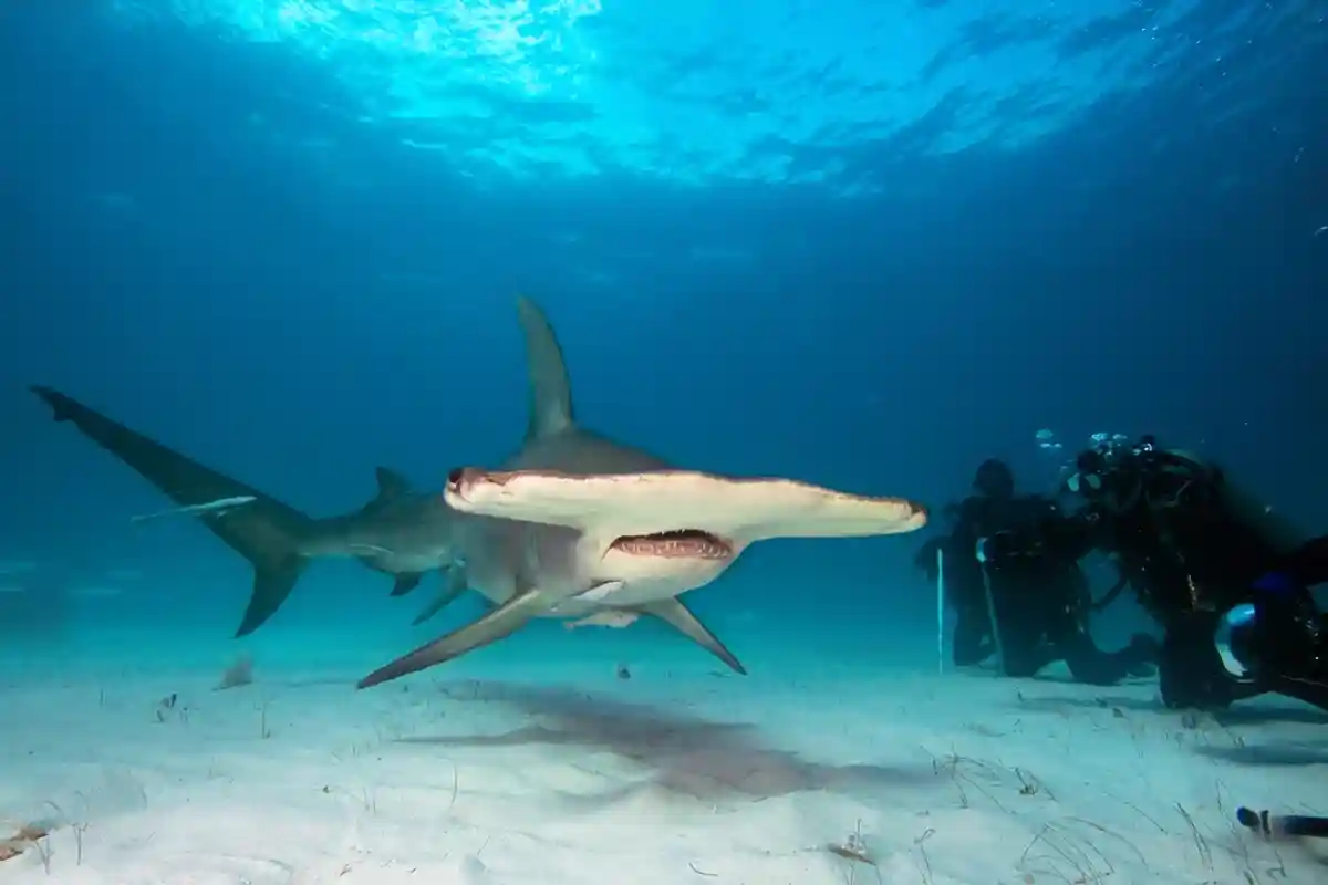 Один из видов акул, живущих окло вулкана Кавачи — акула-молот. Фото: Shutterstock