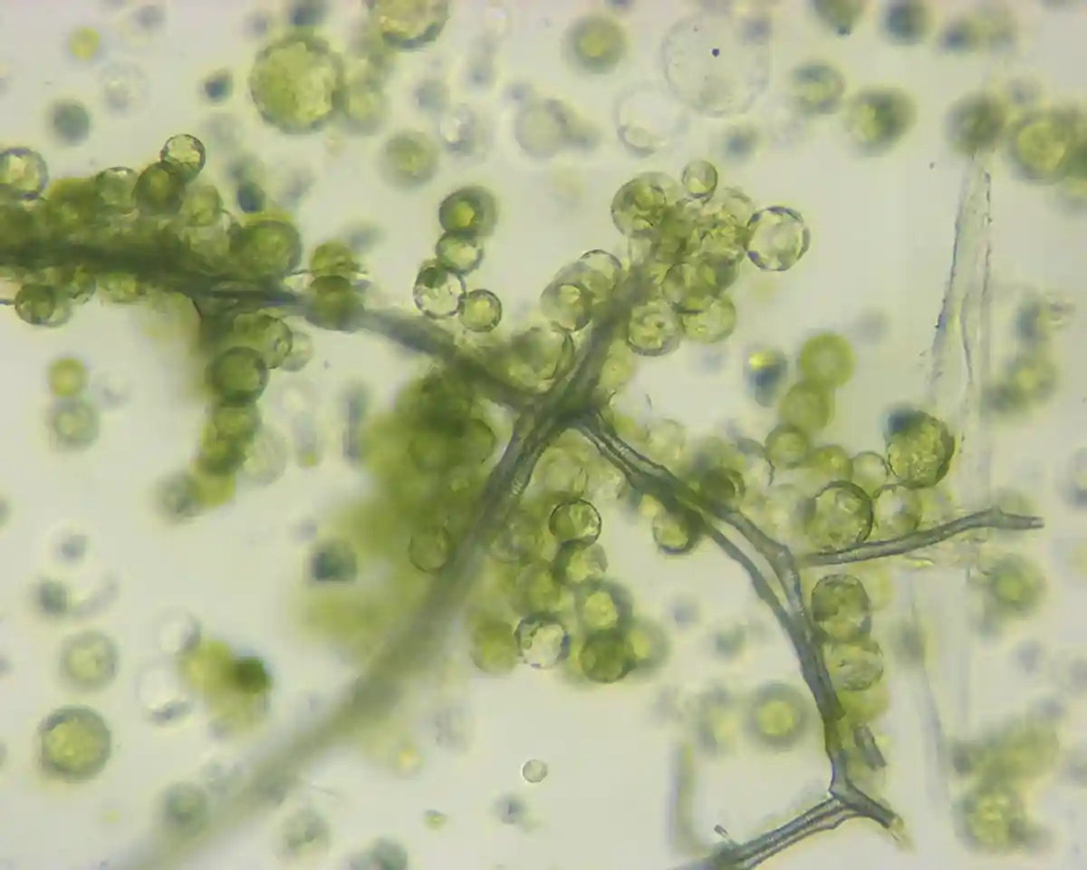 Редактирование генома растительных клеток используется для создания вакцины против коронавируса. Фото: Shutterstock