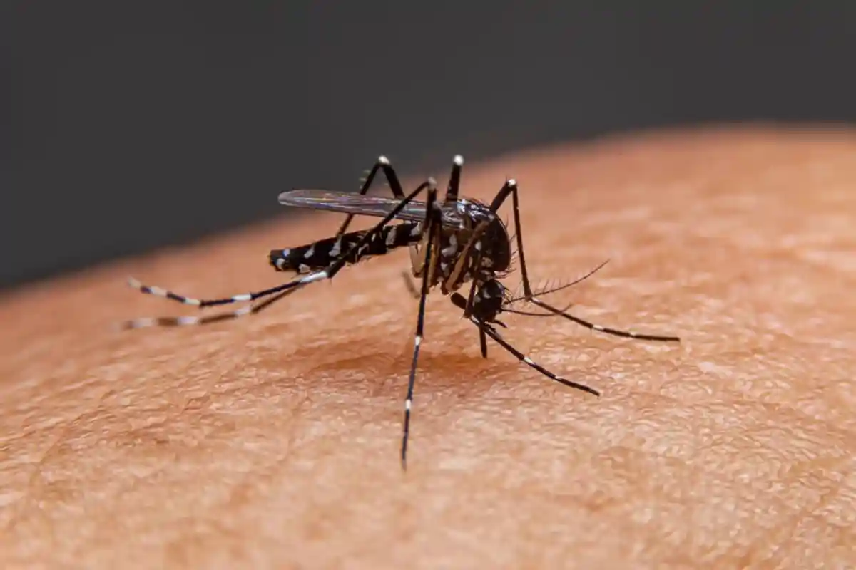 Вирус Западного Нила в Германии распространяют тигровые комары. Фото: Shutterstock