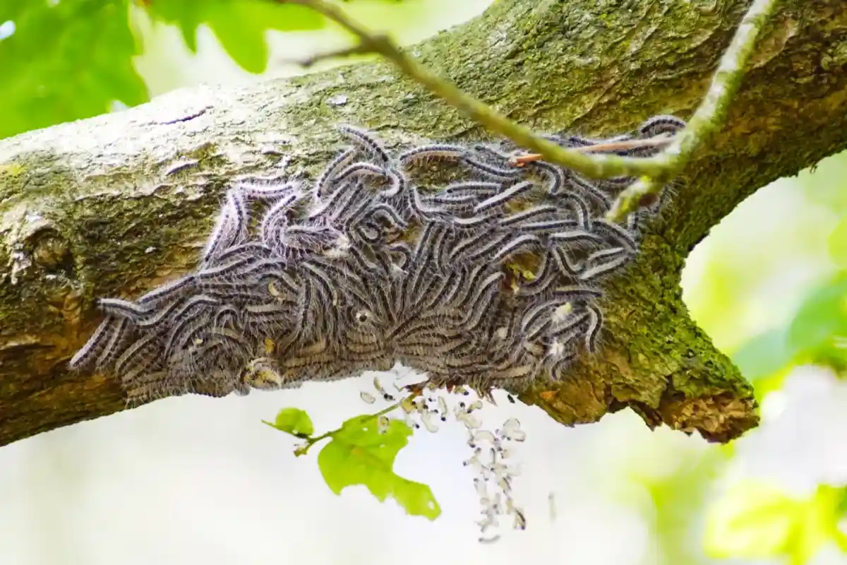Колония дубового шелкопряда на дереве. Фото: Shutterstock