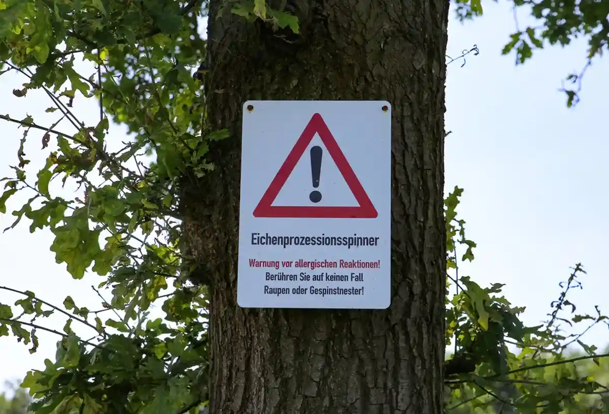 Предупреждающий знак о наличии дубовой процессионной моли на дереве (thaumetopoea processionea). Контакт может вызвать аллергическую реакцию. Фото: Ralf Liebhold / Shutterstock.com