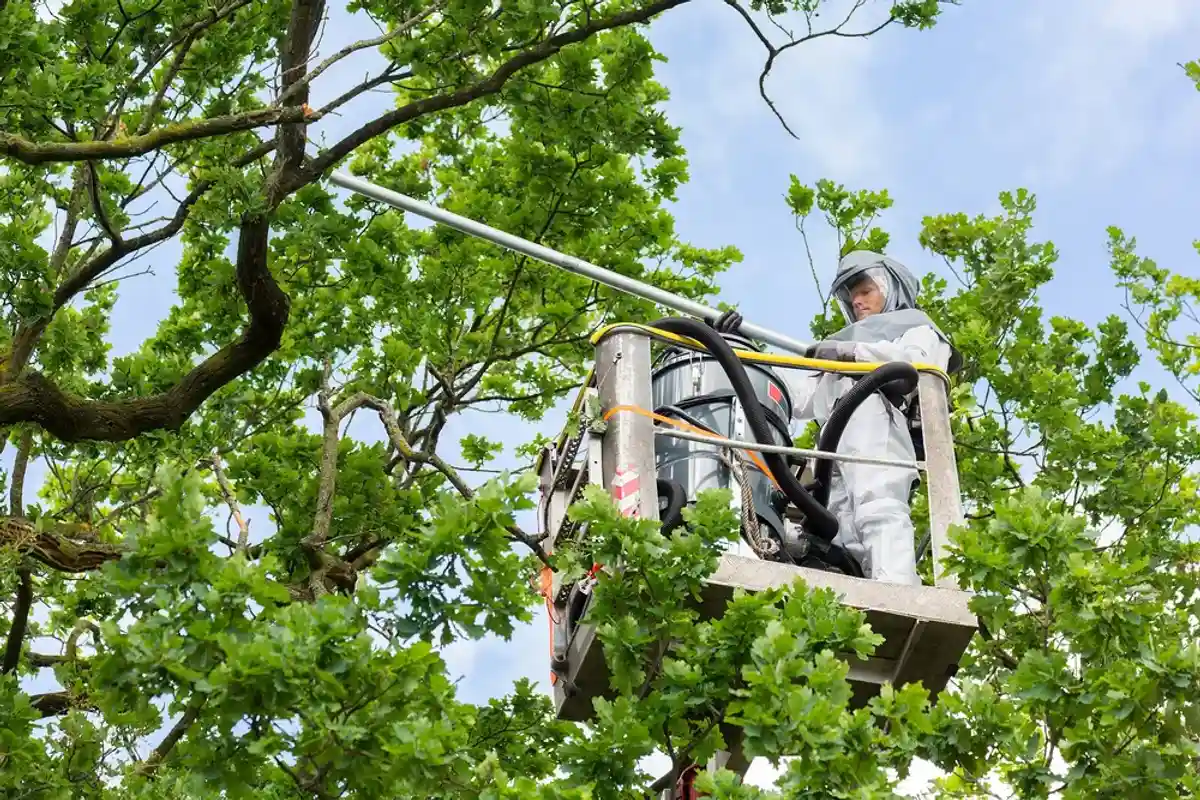 Специалисты удаляют гусениц и гнезда с помощью пылесоса. Фото: Shutterstock