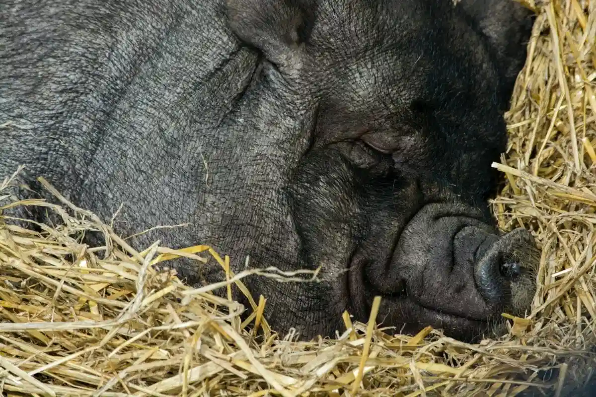 Довольная свинья спит Фото: Jon Butterworth / Unsplash.com