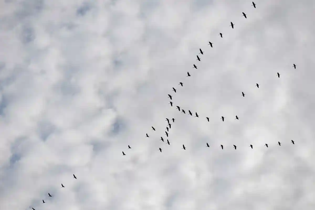 Птицы и летучие мыши часто становятся жертвами ветряков Фото: Aleksejs Bocoks / aussiedlerbote.de