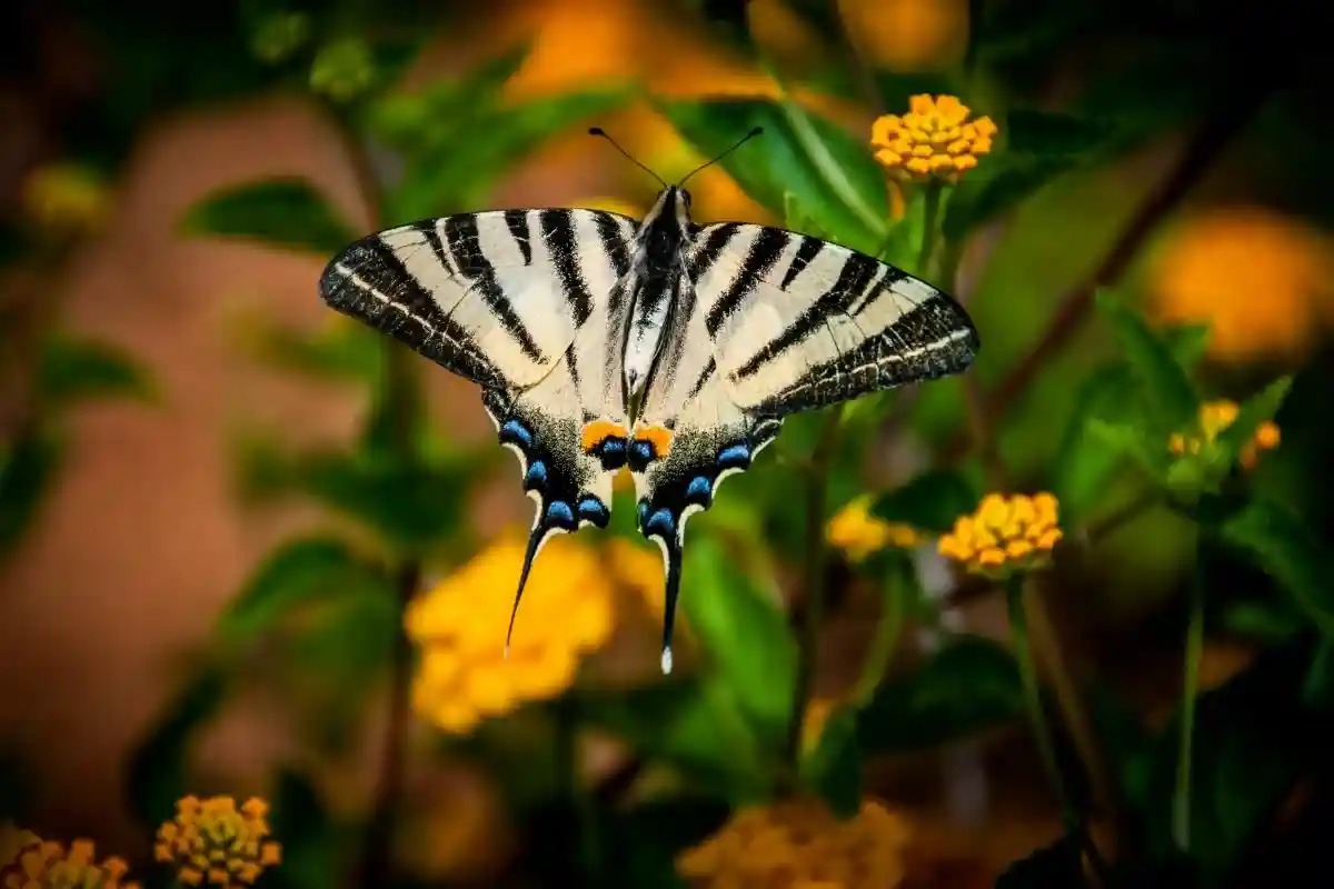 Веретенообразные части, похоже, являются магнитом для птиц и могут легко отламываться, облегчая бабочке побег. Фото: Tommaso Ridi Photographer / shutterstock.com