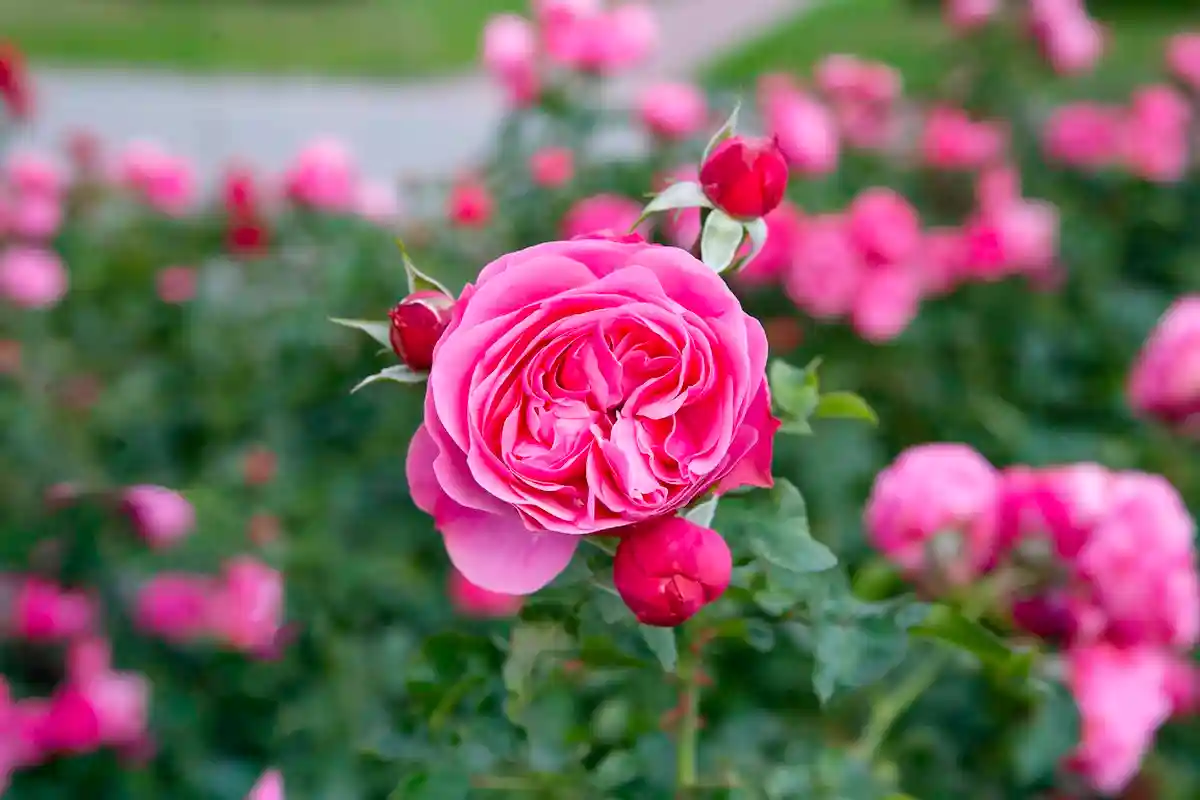 Сегодня здесь выращивают свыше 450 разновидностей роз, среди них элитные сорта. Кроме розария, можно посетить ботанический сад, дендрарий, сад магнолий. Фото Wikimedia