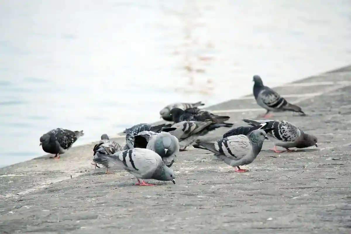 Барселона кормит голубей противозачаточными средствами. Фото: Rajiv Bajaj / unsplash.com